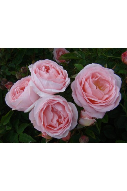 Троянда флорібунда Марія Тереза відгуки